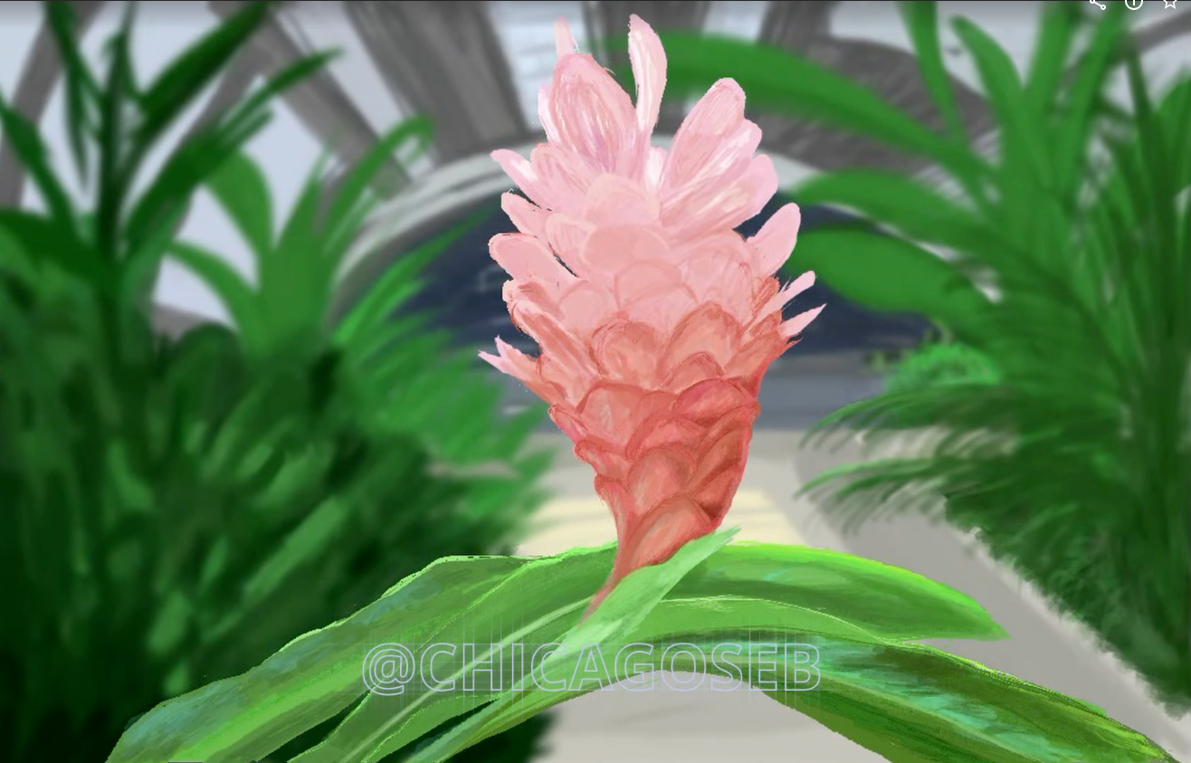 Load video: A screen recording showing how I digitally paint a raster ginger flower using Procreate on iPad.